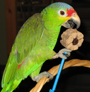 amazon parrot 3